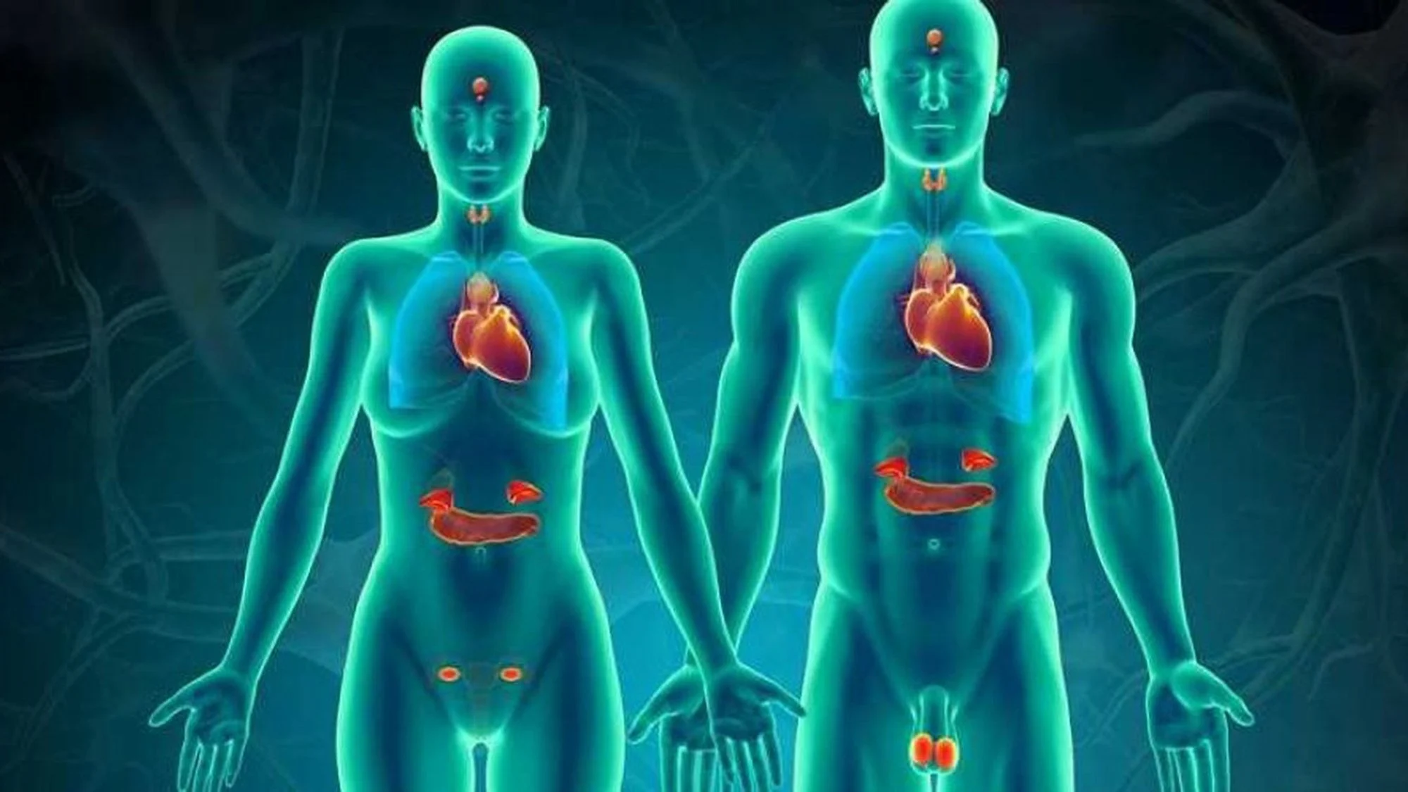 Longevity hormonlar gentest